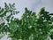 fresh moringa plant facing the sky