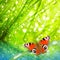 Fresh morning dew on a spring grass and butterfly.