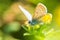 Fresh morning dew on a spring grass and butterfly, natural background