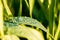 Fresh morning dew on spring grass, natural background. close up.Green grass. alternative medicine and pharmacy