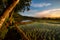 Fresh Morning with greeny rice field taken at Java Indonesia