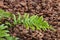Fresh mother spleenwort fern with copy space