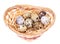 Fresh, motley quail eggs as symbol of the Easter holidays