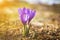 Fresh mountainous colorful purple crocus flower