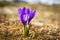 Fresh mountainous colorful purple crocus flower