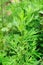 Fresh mugwort plants