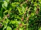 Fresh mulberry berry on the tree in nature