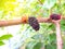 Fresh mulberry black ripe and red unripe mulberries on the branch of tree