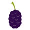 Fresh mulberry icon