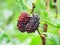 Fresh mulberry red on trees