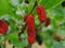 Fresh mulberry red on trees