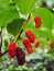 Fresh mulberry red on trees