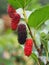 Fresh mulberry red on trees