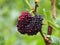 Fresh mulberry red on trees