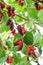 Fresh mulberry on tree, fruit