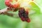 Fresh mulberry on tree / Ripe red mulberries fruit on branch and green leaf in the garden background