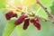 Fresh mulberry on tree Ripe red mulberries fruit on branch and green leaf in the garden background