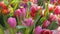 Fresh multi colored and various tulips and other flowers in bouquets are sold in an open market. Spring flowers