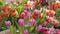 Fresh multi colored and various tulips and other flowers in bouquets are sold in an open market. Spring flowers