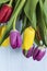 Fresh multicolored tulips with waterdrops