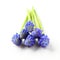 Fresh muscari grape hyacinth flowers