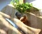 Fresh mushroom on a cutting Board with a knife and parsley in the sun and with shadows from objects, close-up