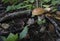 Fresh mushrooms boletus , krasnoholovets , volnushki. in the basket , hardwood table