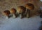 Fresh mushrooms boletus , krasnoholovets , volnushki. in the basket , hardwood table