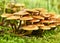 Fresh mushrooms on a mossy tree trunk