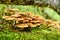 Fresh mushrooms on a mossy tree trunk