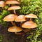 Fresh mushrooms on a mossy tree trunk