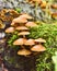 Fresh mushrooms on a mossy tree trunk