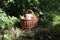 Fresh mushrooms in a wicker basket stand in a forest clearing against the background of trees, close-up, side view