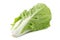 fresh napa cabbage on white background.