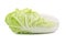 fresh napa cabbage on white background.