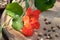 Fresh nasturtium flowers and seeds