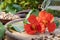 Fresh nasturtium, or Tropaeolum majus flowers and seeds