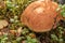 Fresh, natural, edible mushroom, lingonberry plants and leaves in autumn