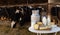 Fresh natural farm dairy products on table in cowshed