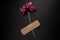 Fresh natural flower attached adhesive plaster on a  background. Bandage strip on flower