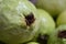 Fresh and natural green guavas close view