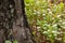 Fresh, natural, green healthy lingonberry plants in the forest