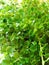Fresh natural green leaves from small flower plant zoomed in