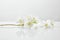 Fresh and natural jasmine flowers on