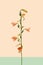 A fresh natural magnificent pink lily flower with five blooming lily heads in different directions. Beige and light green