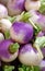 Fresh, natural turnips for sale at a farmers` market