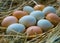 Fresh, natural village chicken eggs, with a multi-colored shell, on a bed of hay