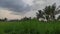 Fresh Nature Ricefield village