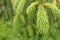 Fresh needle leaves on fir branch at spring