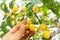 Fresh Neem fruit on tree with leaf on nature background. A leaves of neem tree and fruits growing natural medicinal. Azadirachta i